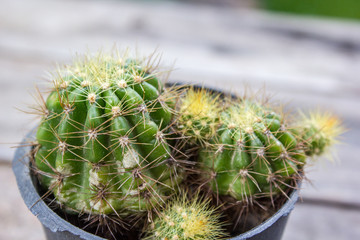 Close up cactus background.