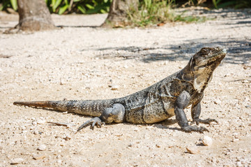 Iguana at the Tulum archaeological site, Quintana Roo, Mexico.
