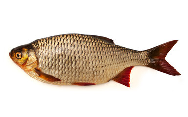 Fisch Rotfeder