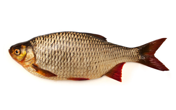 Fisch Rotfeder