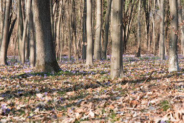 Chestnut curls and spring flowers in the undergrowth. Crocus and primrose.