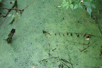 duckweed