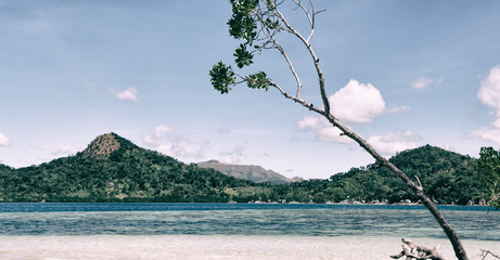 in the beautiful  island cosatline and tree