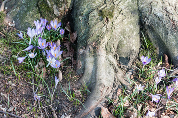 Crocus blossoms in the woods. A rug of spring flowers