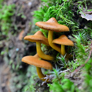cortinarius uliginosus mushroom