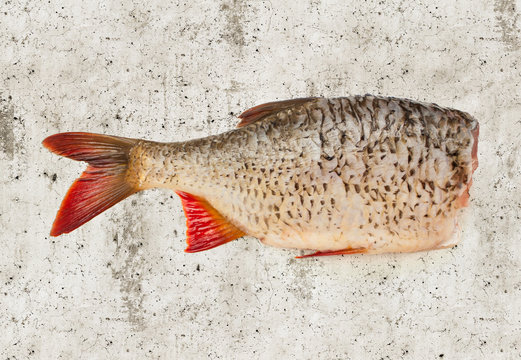 Fisch Rotfeder