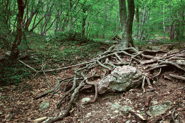 An old tree in the forest, a root on a stone, a big tree root on the surface, a beautiful forest