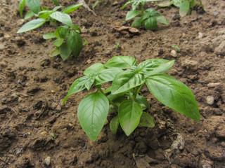 fresh basil plant in a vegetable garden