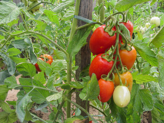 red tomato plants in a home made vegetable garden