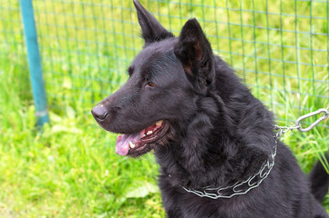 Caucasian Shepherd Dog
