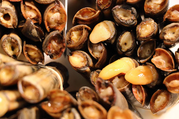 Texture of clams (coquina)