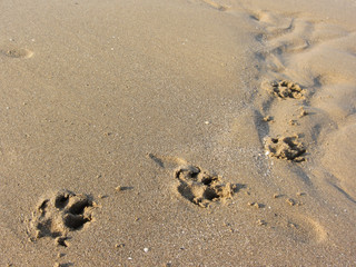 dog paws shapes long the beach next to the sea