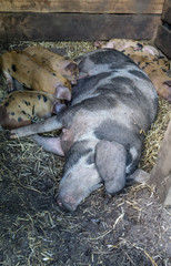 Piglets and sow