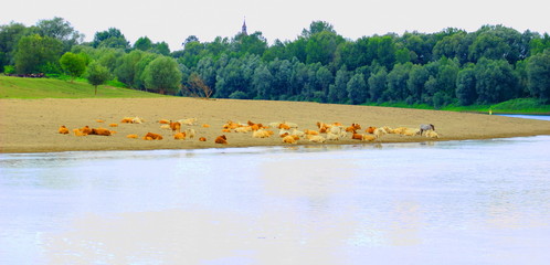 Fototapeta na wymiar Cows herd resting on sandy beach, river Sava, Nature park Lonjsko polje, Croatia