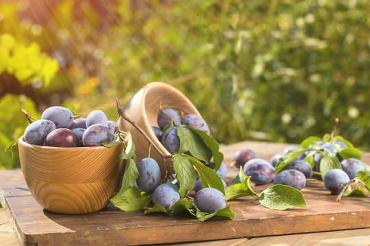 Fresh plums with green leaves in wooden pot on the dark wooden table. Sunny day in the garden. Shallow depth of field. Toned