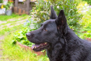 Naklejka premium Caucasian Shepherd Dog
