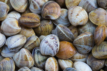 Texture of clams (coquina)