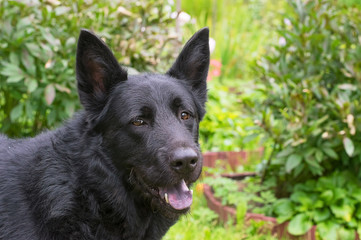 Caucasian Shepherd Dog