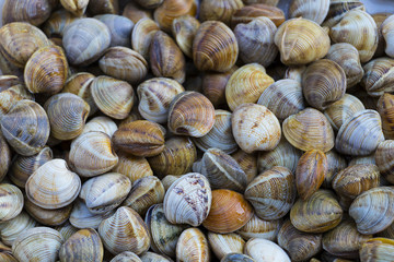 Texture of clams (coquina)