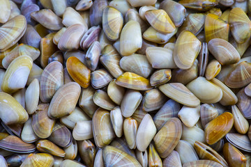 Texture of clams (coquina)