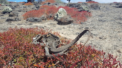 Drusenkopf, Galapagos-Landleguan - Skelett