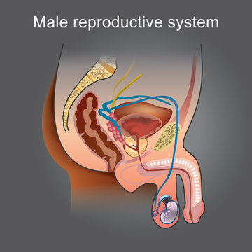 The male Reproductive system consists of a number of sex organs that play a role in the process of human reproduction. Info graphic vector...