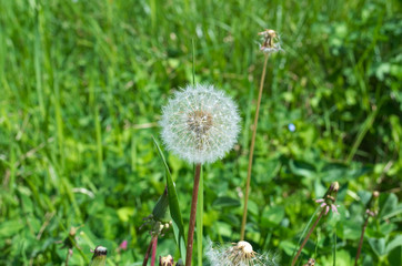 Dandelion, blowball blooming