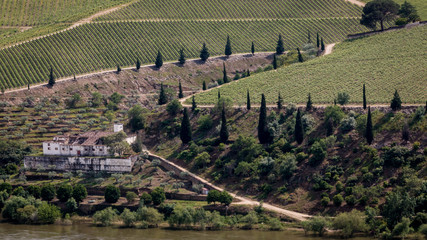 Fototapeta na wymiar Douro Valley