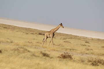 Obraz na płótnie Canvas Giraffa all' Etosha Park - Namibia