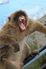 Barbary macaque in Gibraltar, Gibraltar (British Overseas Territories)