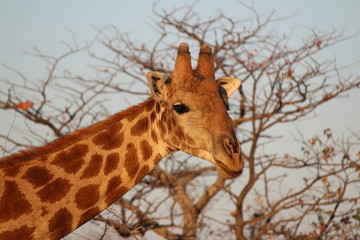 Giraffa all' Etosha Park - Namibia