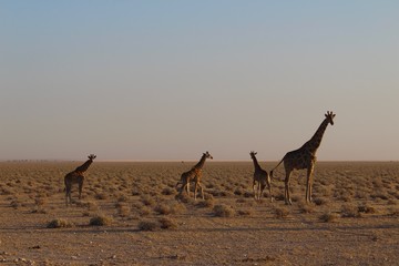 Giraffes in Etosha Park, Namibia