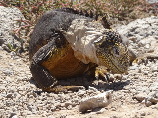 Drusenkopf, Galapagos – Landleguan in freier Wildbahn