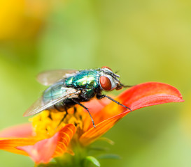 Macro of a fly on a red flower blossom