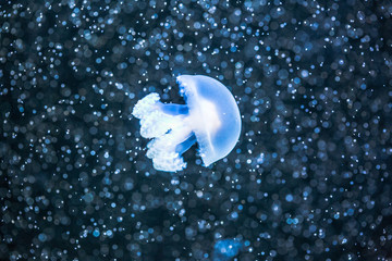 jellyfish