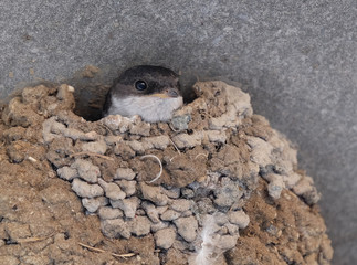 House Martin in mud nest on house wall.