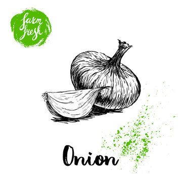 Hand drawn sketch onions. Whole and onion segment. Farm fresh vegetables poster..