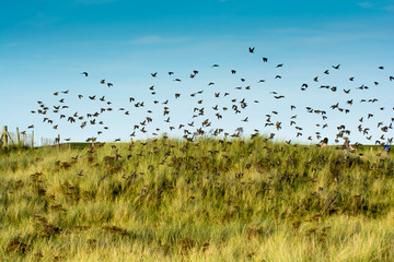 Flock of birds. Starlings flying from the roost