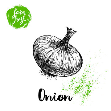 Hand drawn sketch onion. Farm fresh vegetables poster.