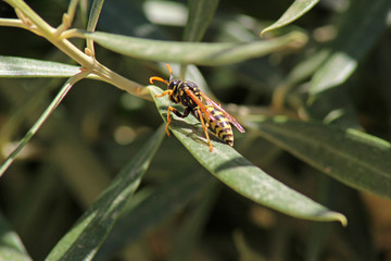 Avispa (Hymenoptera) en hoja de olivo
