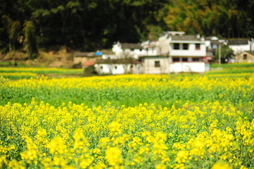 Landscape of Wuyuan County with Yellow oilseed rape field and Blooming canola flowers in spring.