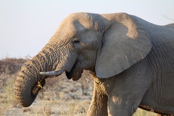 Fototapeta na wymiar Elefanti all'interno dell'Etosha Park, Namibia