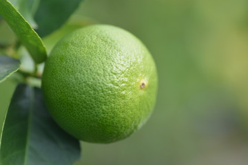 lime on tree
