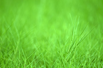Natiral lens photo bokeh with natural green colors and gradient