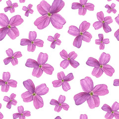 Hesperis on white background. Seamless watercolor pattern
