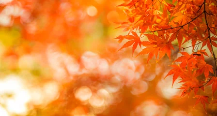 Fotobehang Herfst herfstbladeren, zeer ondiepe focus