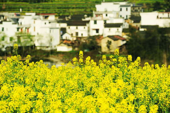 Landscape of Wuyuan County with Yellow oilseed rape field and Blooming canola flowers in spring.