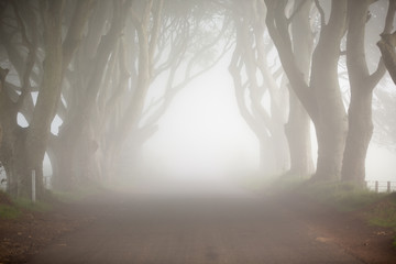 Dark Hedges, North Ireland, mystic tree line drive and fog