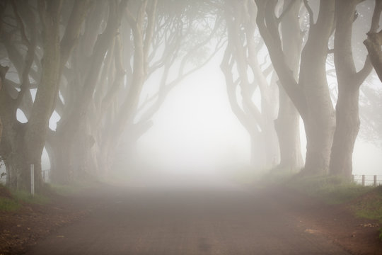 Fototapeta Dark Hedges, North Ireland, mystic tree line drive and fog