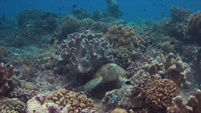 Green sea turtle on a colorful coral reef. Cleaning under a soft coral 4k footage